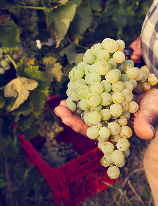 La Franciacorta