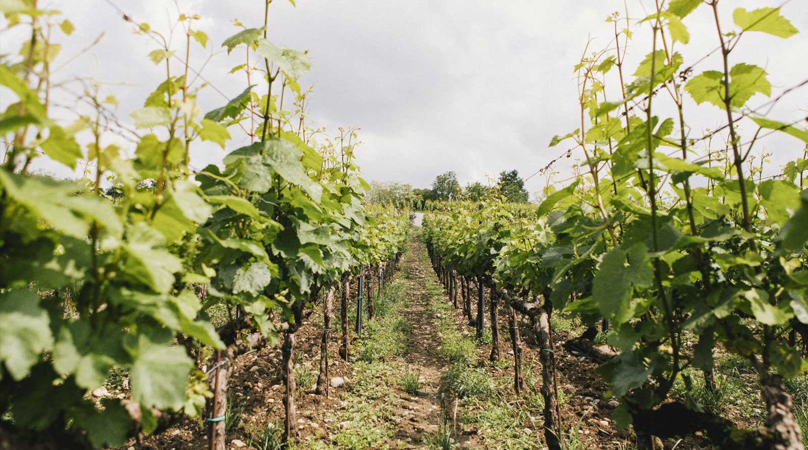 Vivi il Festival di Primavera 2024 in Franciacorta con Ca' del Bosco